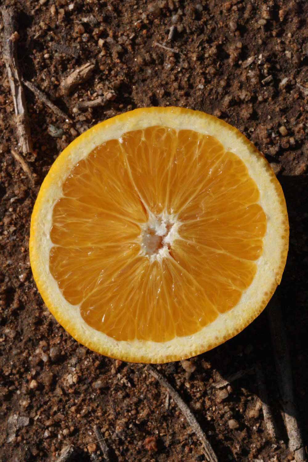            Fruit cross-section (Riverside, CA)   